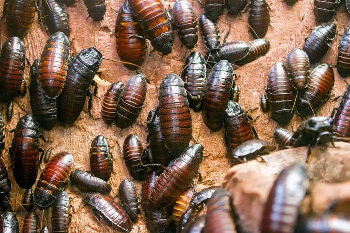 Affordable cockroach pest control Delhi from trusted pest control company in Delhi NCR
