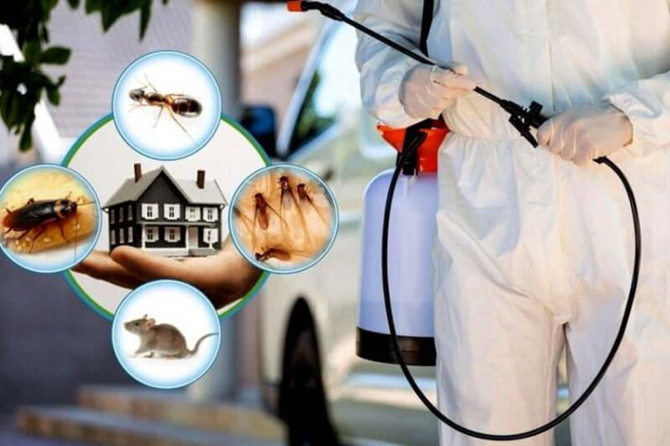 Professional pest control New Delhi for bed bugs