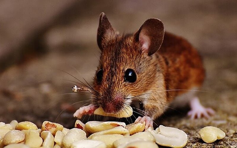 Affordable rat pest control Delhi by best pest control services in Delhi NCR for quick relief
