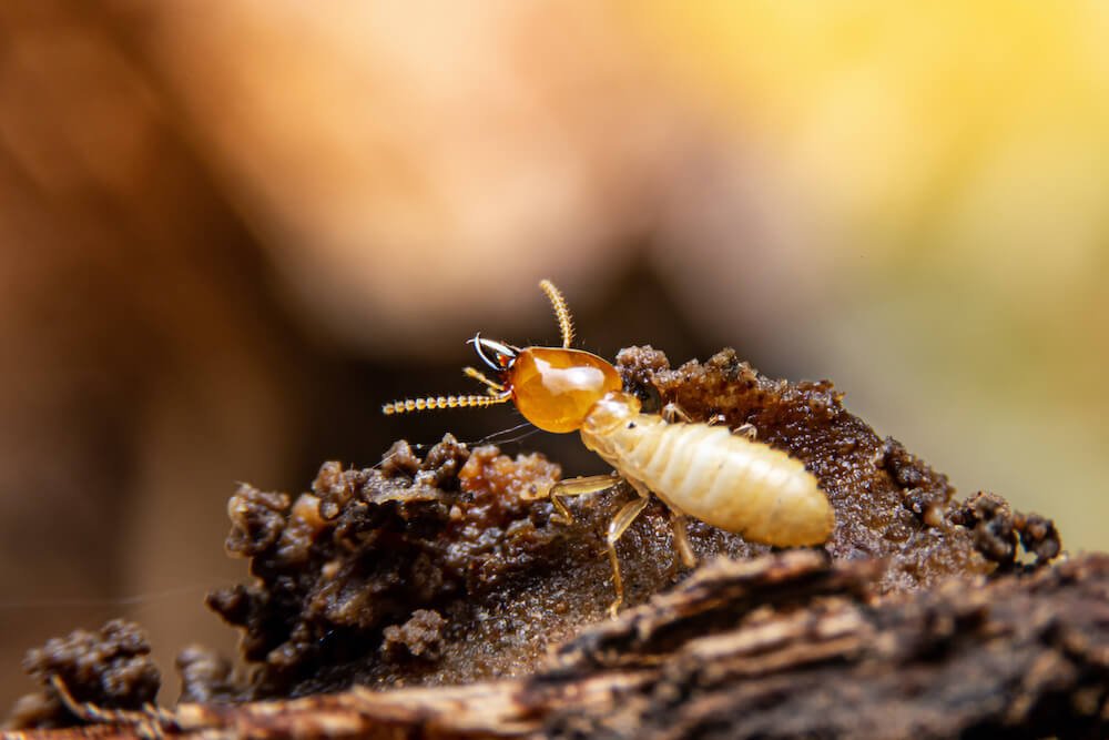 Professional termite treatment in Delhi by trusted pest control services in New Delhi experts