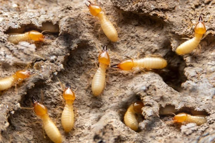 Best termite control in Delhi by reputed pest control company Delhi offering reliable service