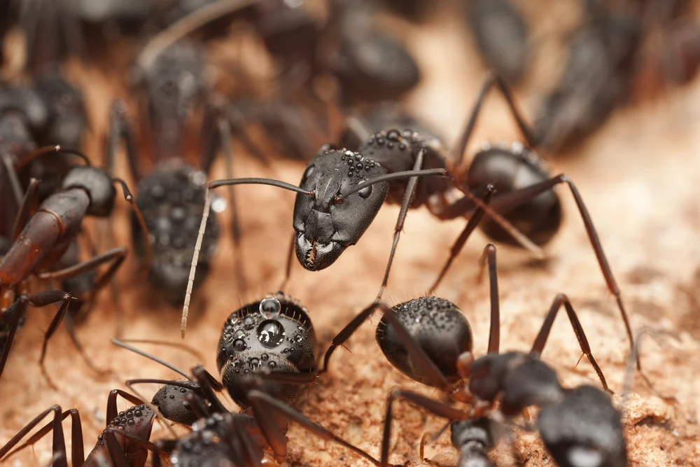 Trusted ant pest control Delhi from leading pest control company Delhi for residential safety