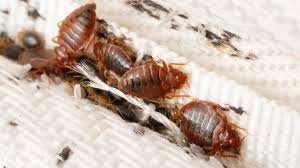 Expert solution for bed bugs in Delhi with guaranteed pest control results