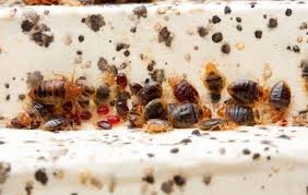 Affordable bed bug pest control Delhi services ensuring long-term protection