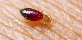 Professional bed bug pest control Delhi treatment for homes and businesses
