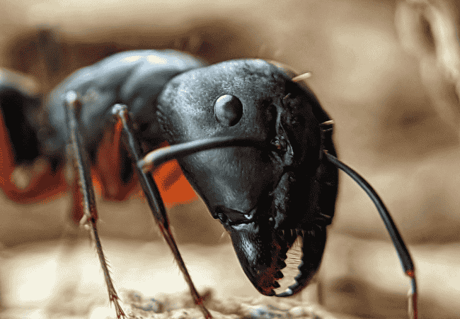 Ant Pest Control Company Near Shahdara