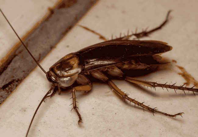 Cockroach Pest Control Company in Shahdara