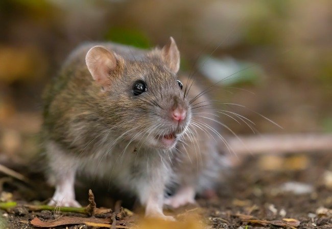 Rat pest control services in south delhi