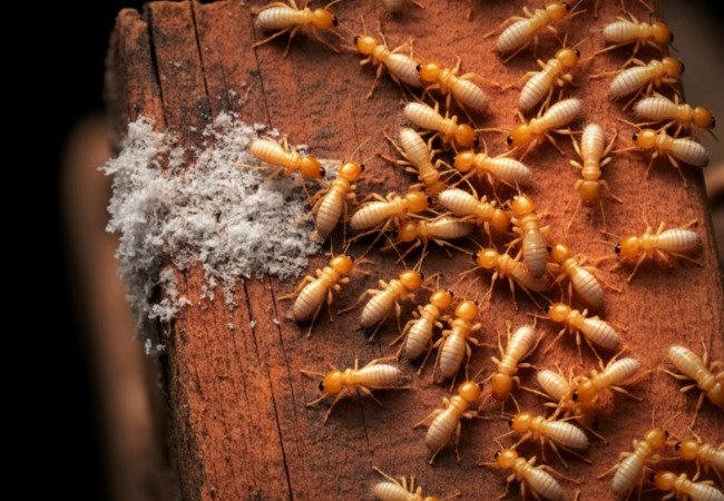 Termite pest control lajpat nagar