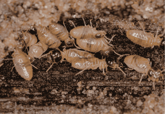 Termite Pest Control Shahdara