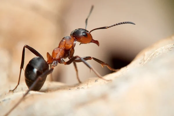 Advanced ant pest control in Delhi NCR with modern equipment