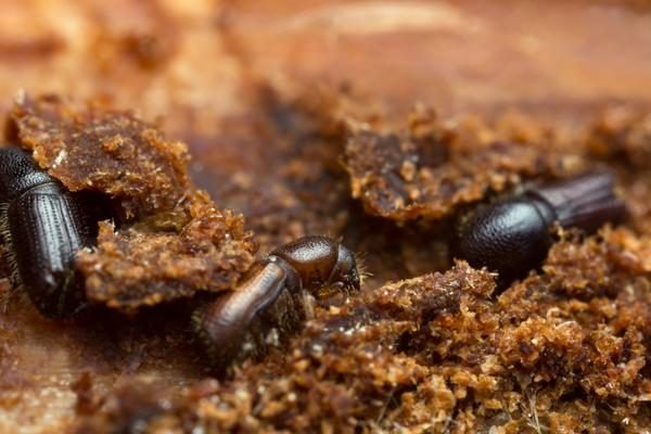 Expert borer pest control pest control in Delhi NCR offering fast effective and safe pest management for all properties