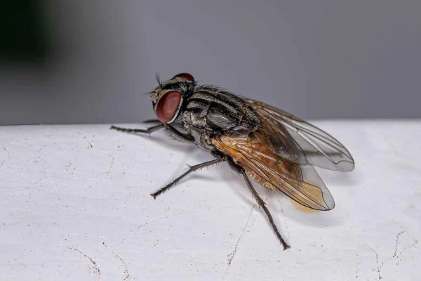 Reliable best fly pest control in Delhi with trained experts