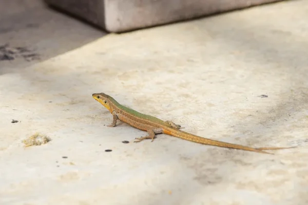 Best lizard pest control services in Delhi providing advanced treatment for cockroaches termites and rodents