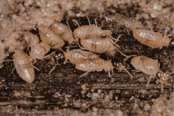 Termite Pest Control Shahdara