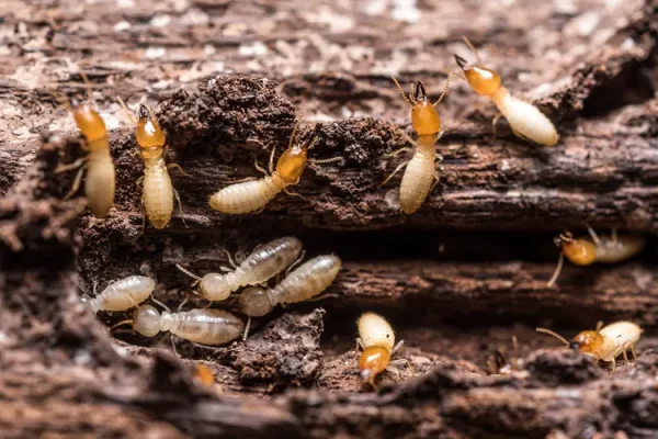 Top-rated termite pest control services in Delhi for mosquitoes
