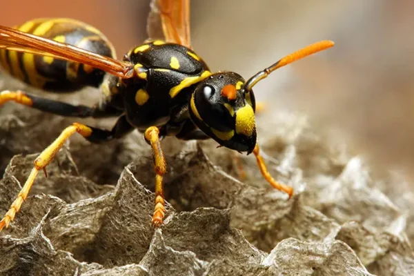 Reliable wasp pest control New Delhi team providing modern pest treatments for homes and commercial spaces